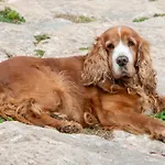 Dimore Del Valentino Alojamento de Turismo Rural